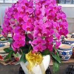 Jual Bunga Anggrek di Bandung
