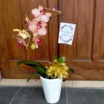 Jual Bunga Anggrek di Bandung